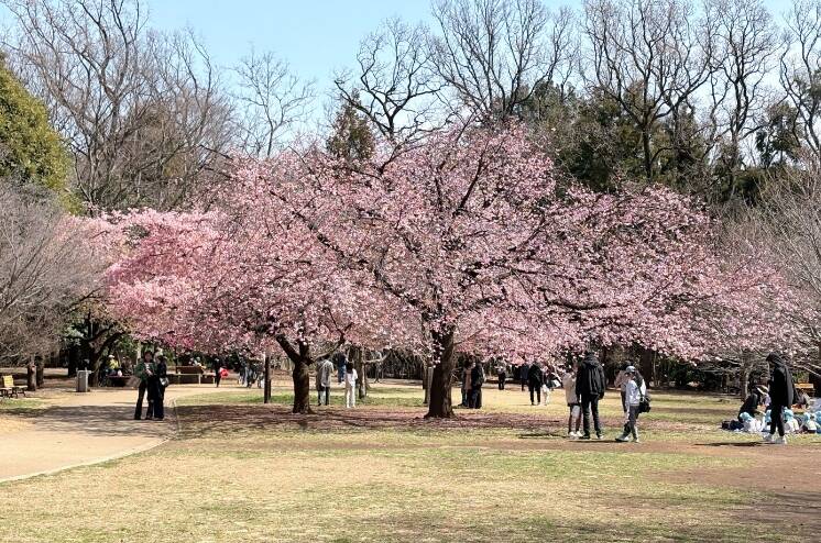 桜５_1